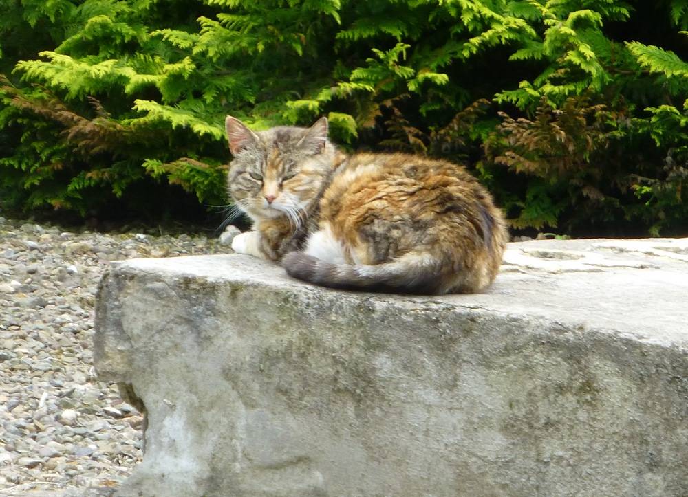 Cat in Polish Memorial Garden, Douglas Estate